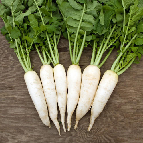 Radish