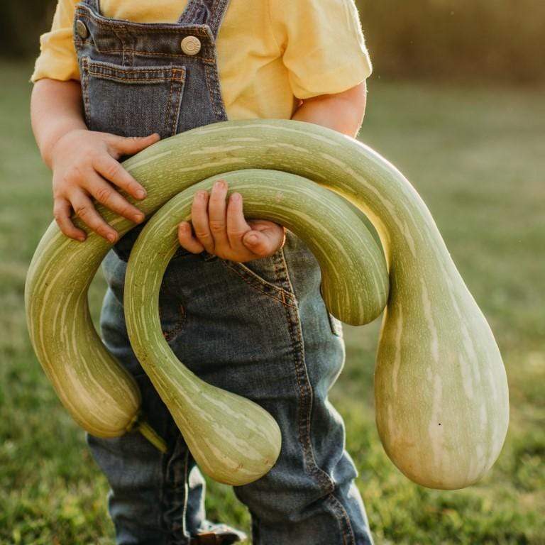 Rampicante Zucchini