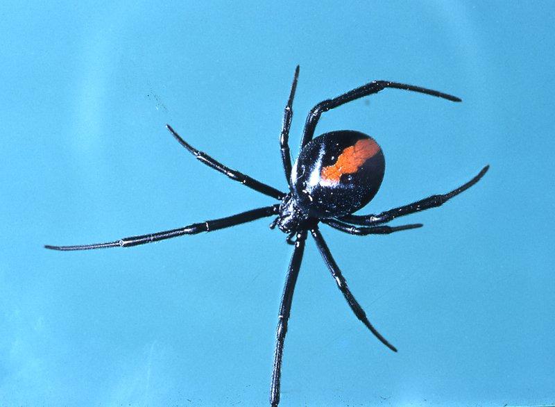 Redback_Spider