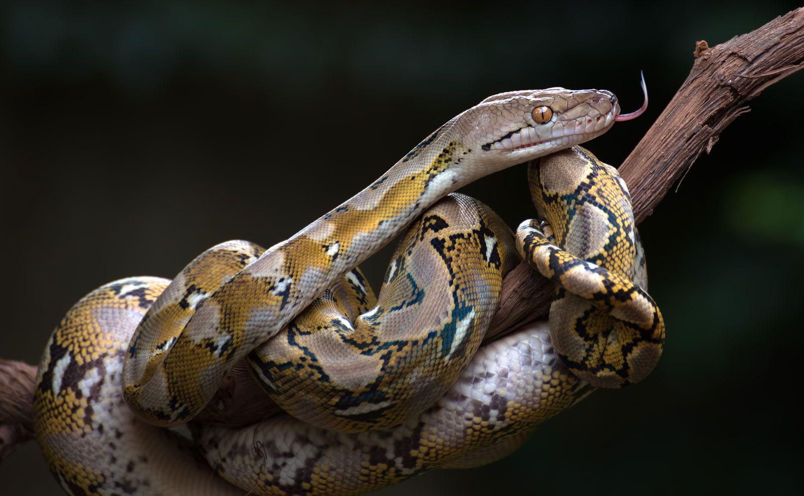 Reticulated_Python