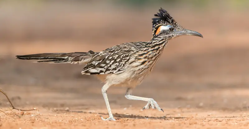 Roadrunner