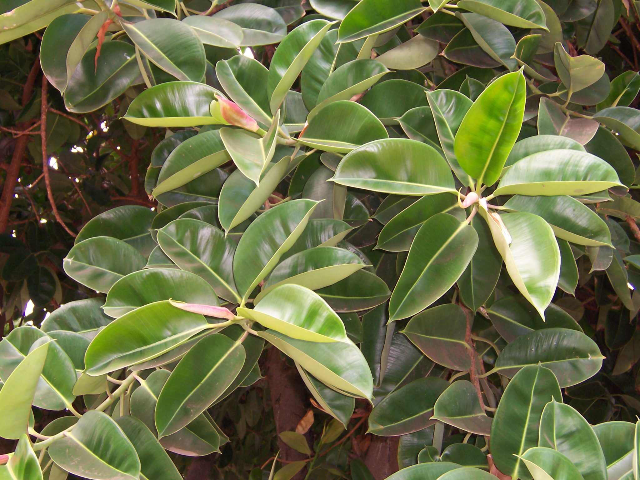 Robusta Rubber Plant