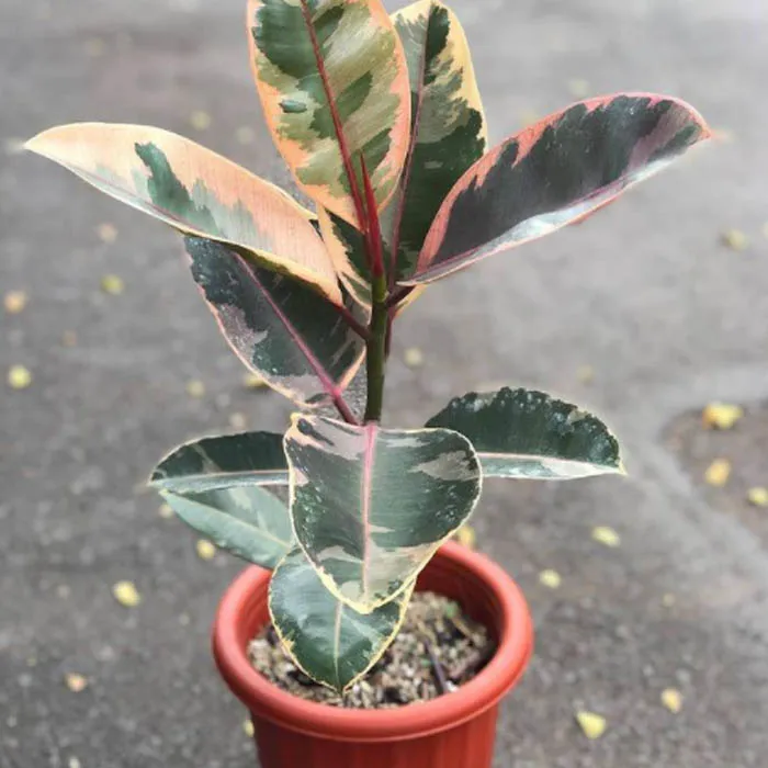 Ruby Rubber Plant