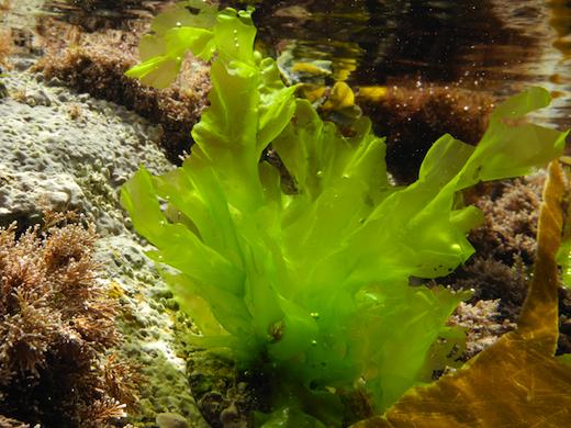 Sea_Lettuce