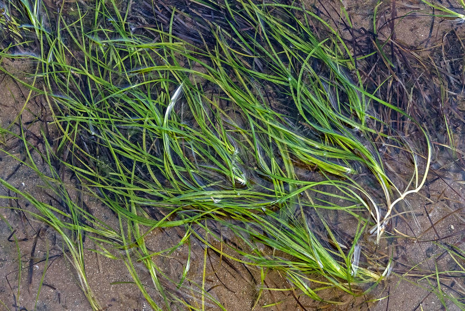 Seagrass