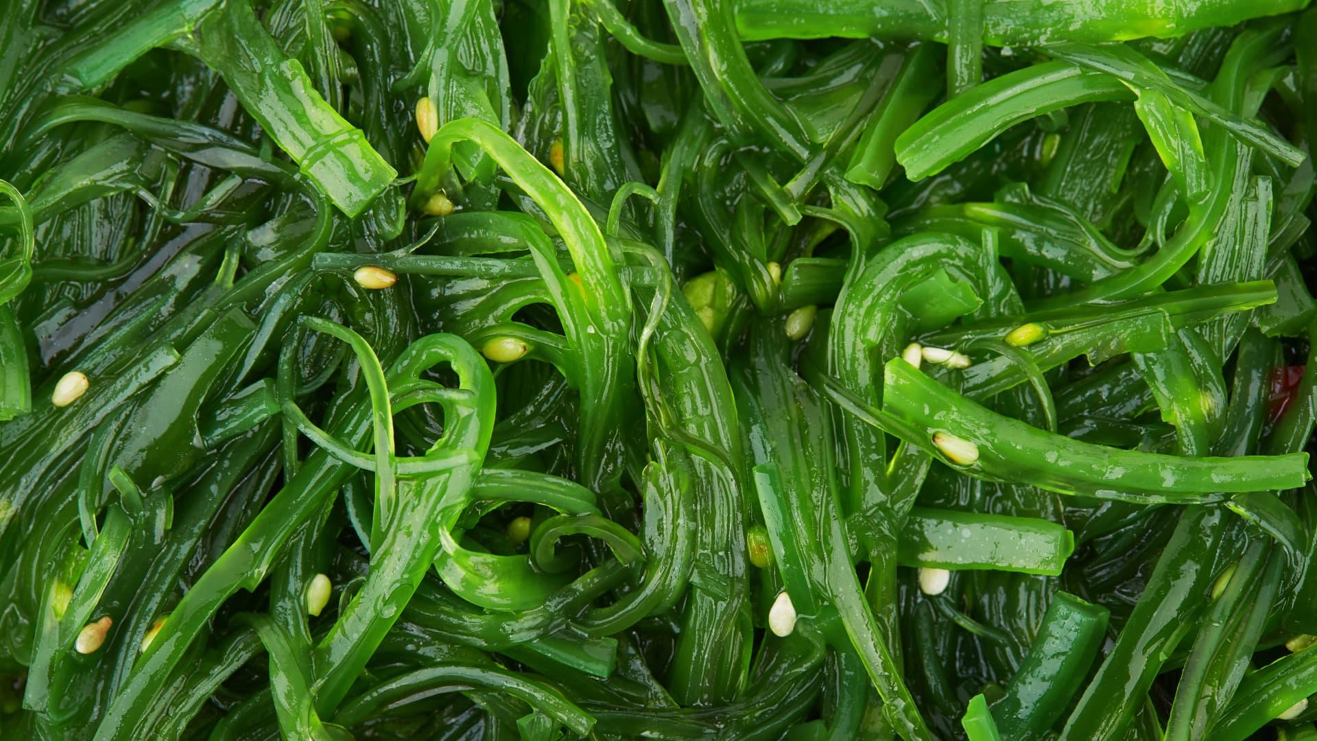 Seaweed