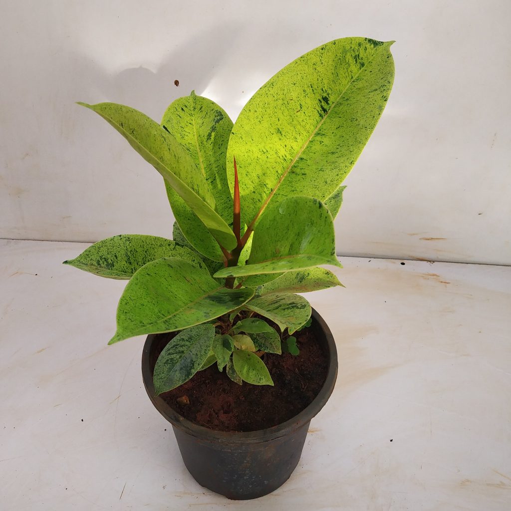 Shivereana Rubber Plant