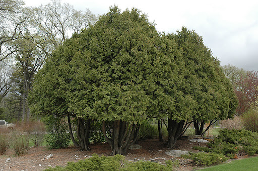 Siberian Cedar