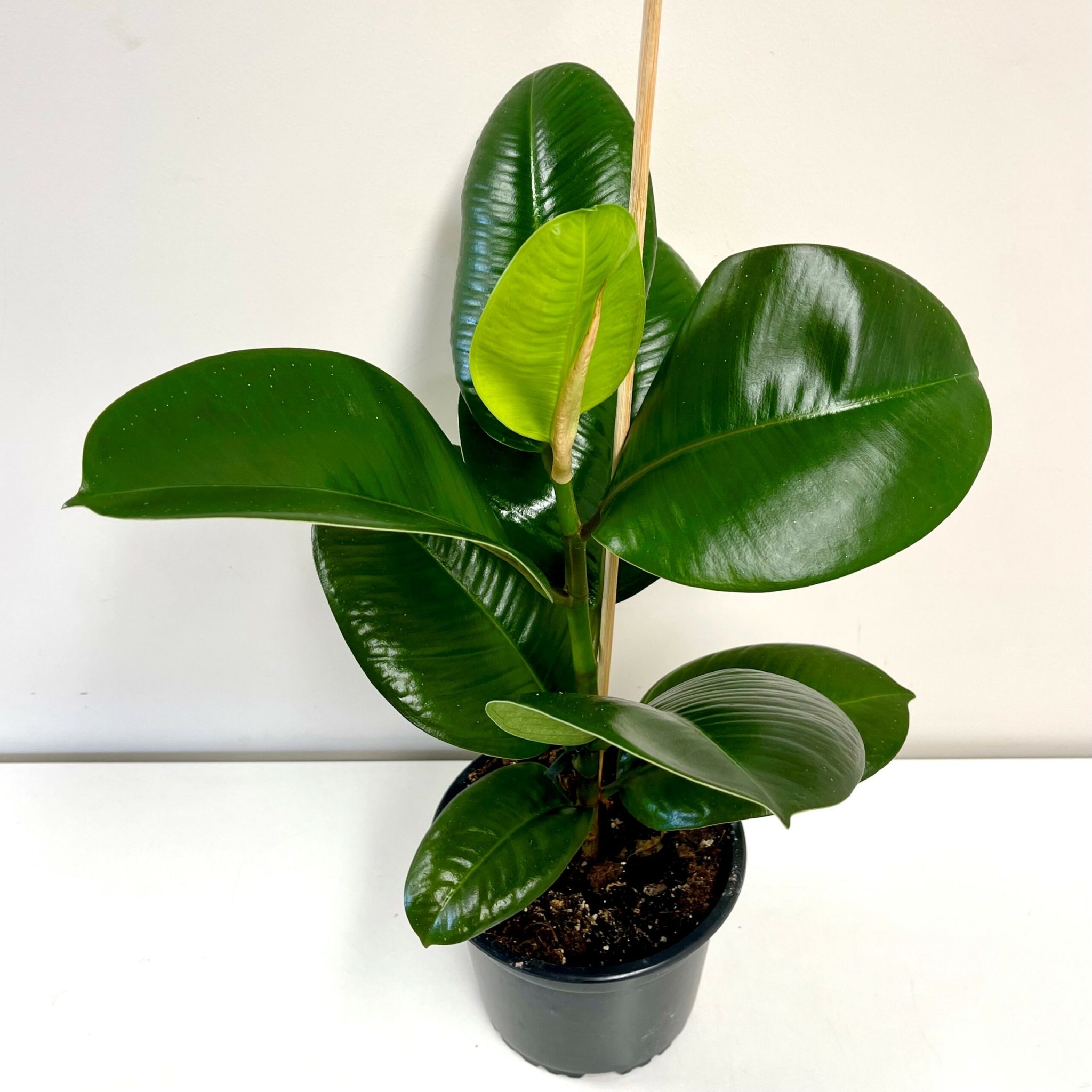 Sophia Rubber Plant