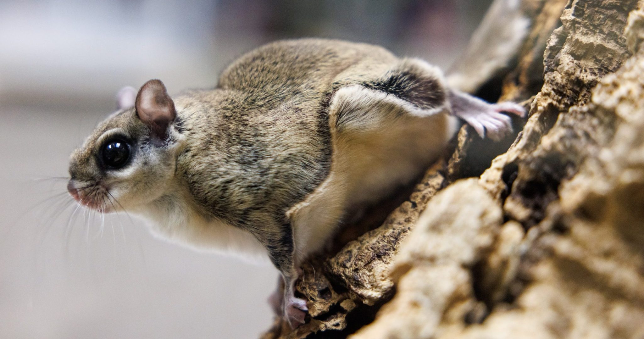 Southern Flying Squirrel