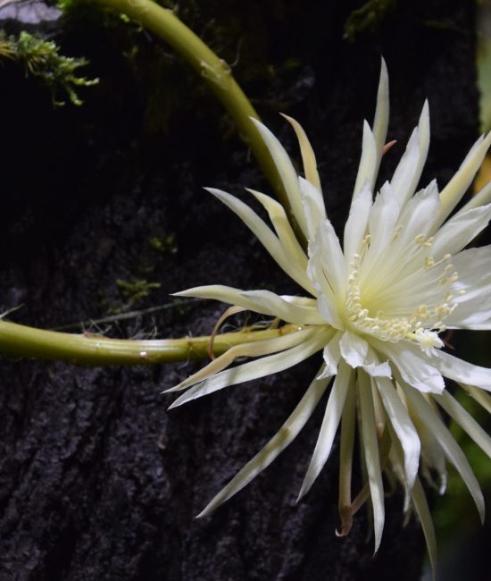 Stunning Types of Moonflowers to Explore