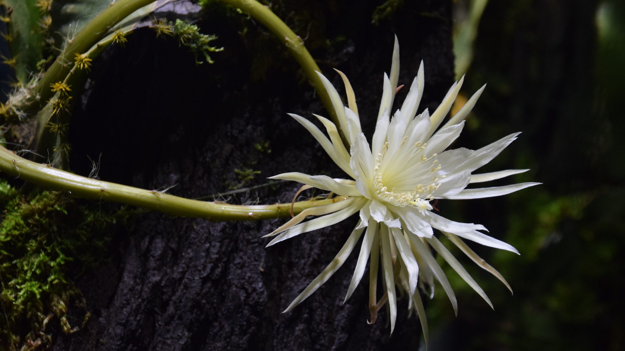 Stunning Types of Moonflowers to Explore