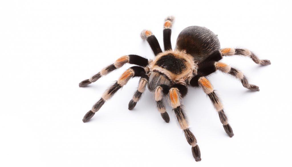 Tarantula