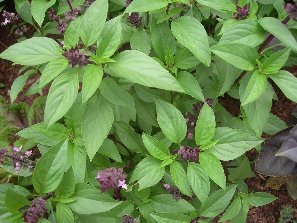 Thai_Basil