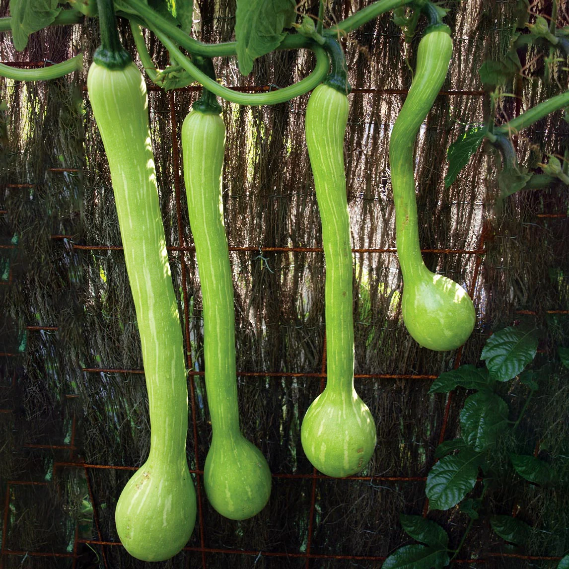 Tromboncino Zucchini