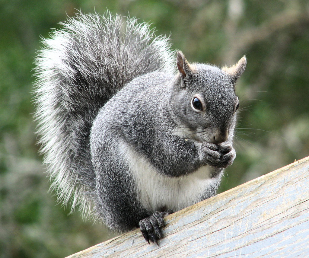 Western Gray Squirrel