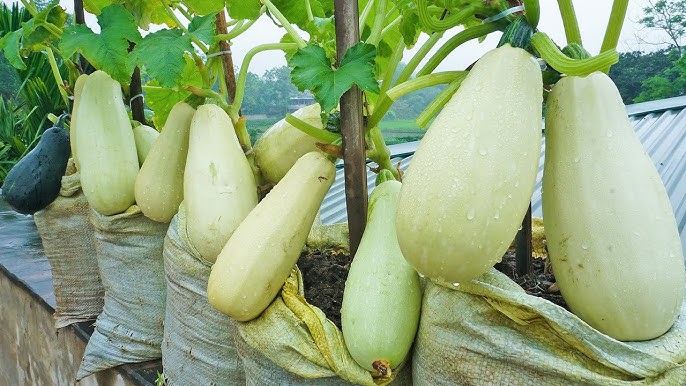 White Bush Zucchini