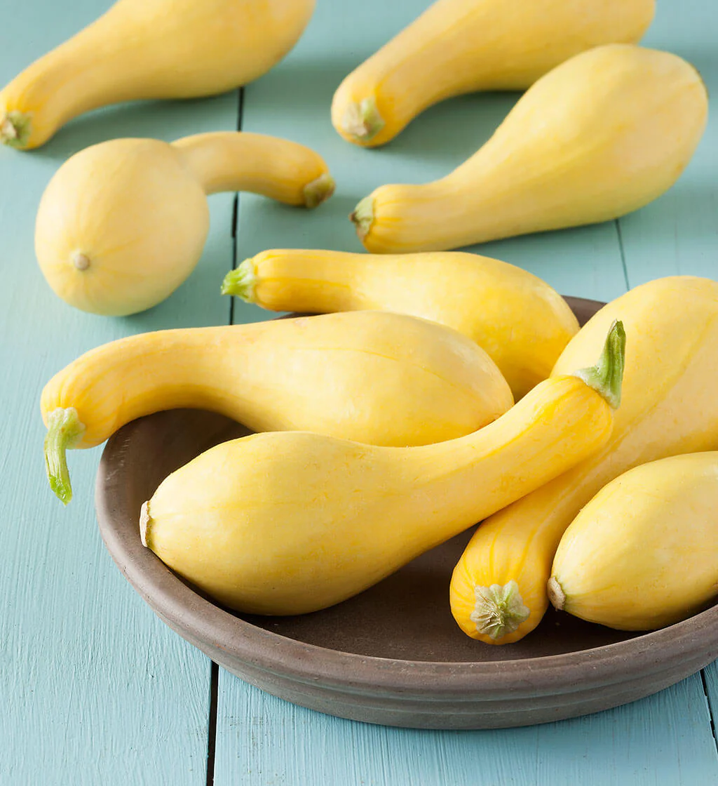 Yellow Crookneck Zucchini