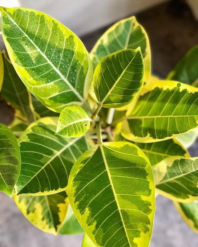 Yellow Gem Rubber Plant