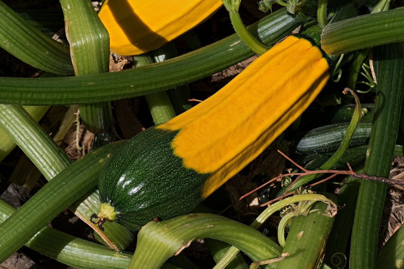 25 Unique Types of Zucchini You Should Try - Mothers Always Right