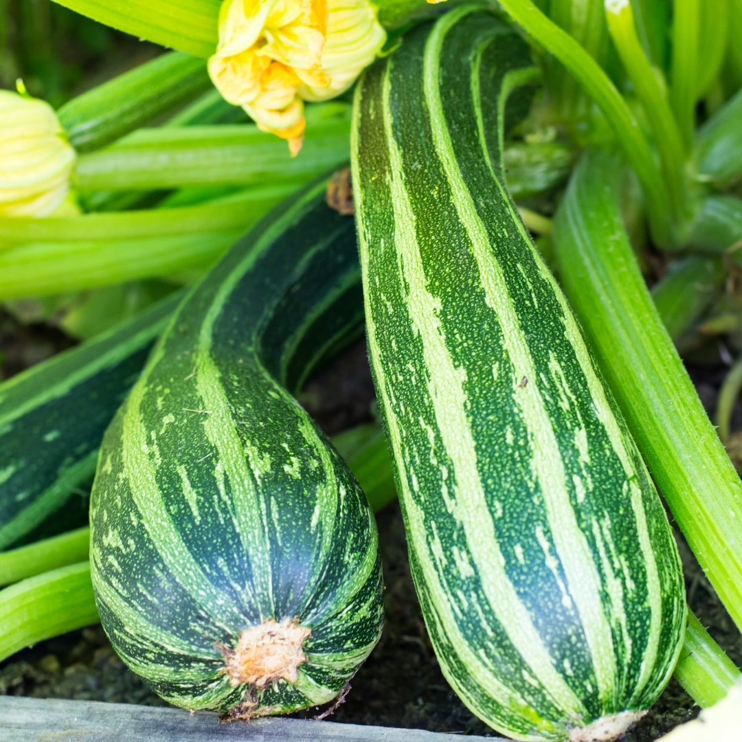 Zucchini Striato d’Italia