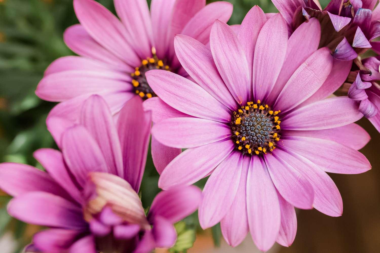 African_Daisy