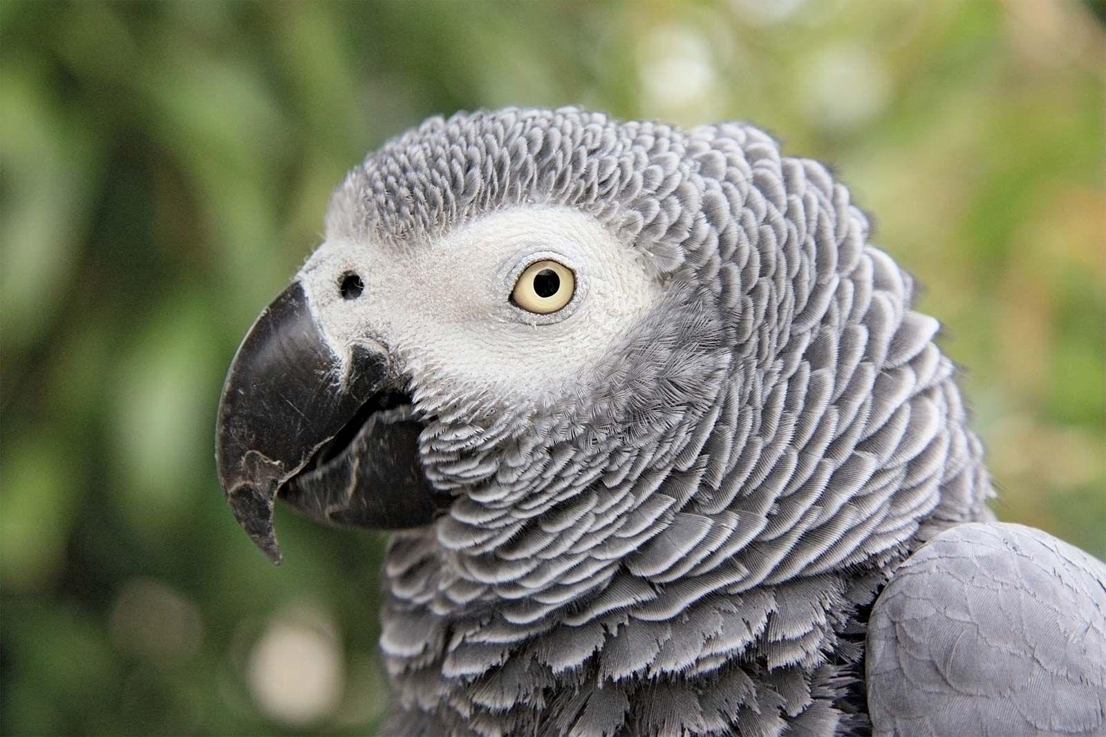 African_Grey_Parrot