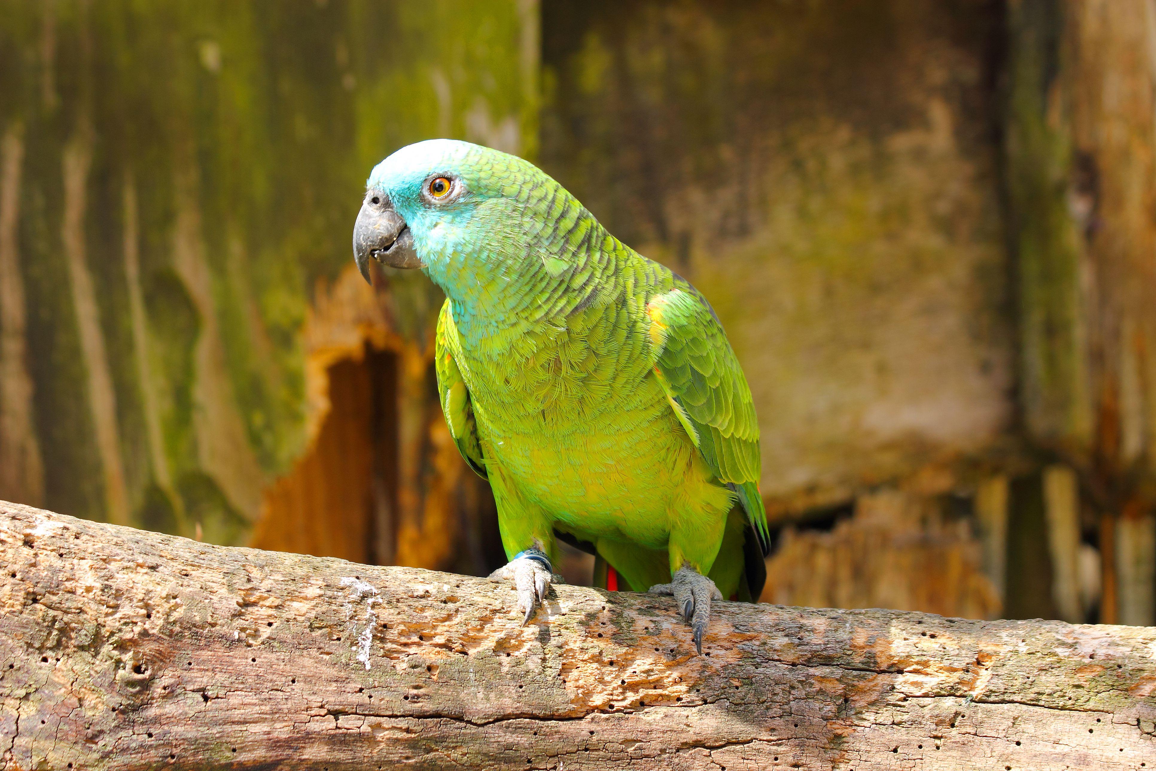 Amazon_Parrot