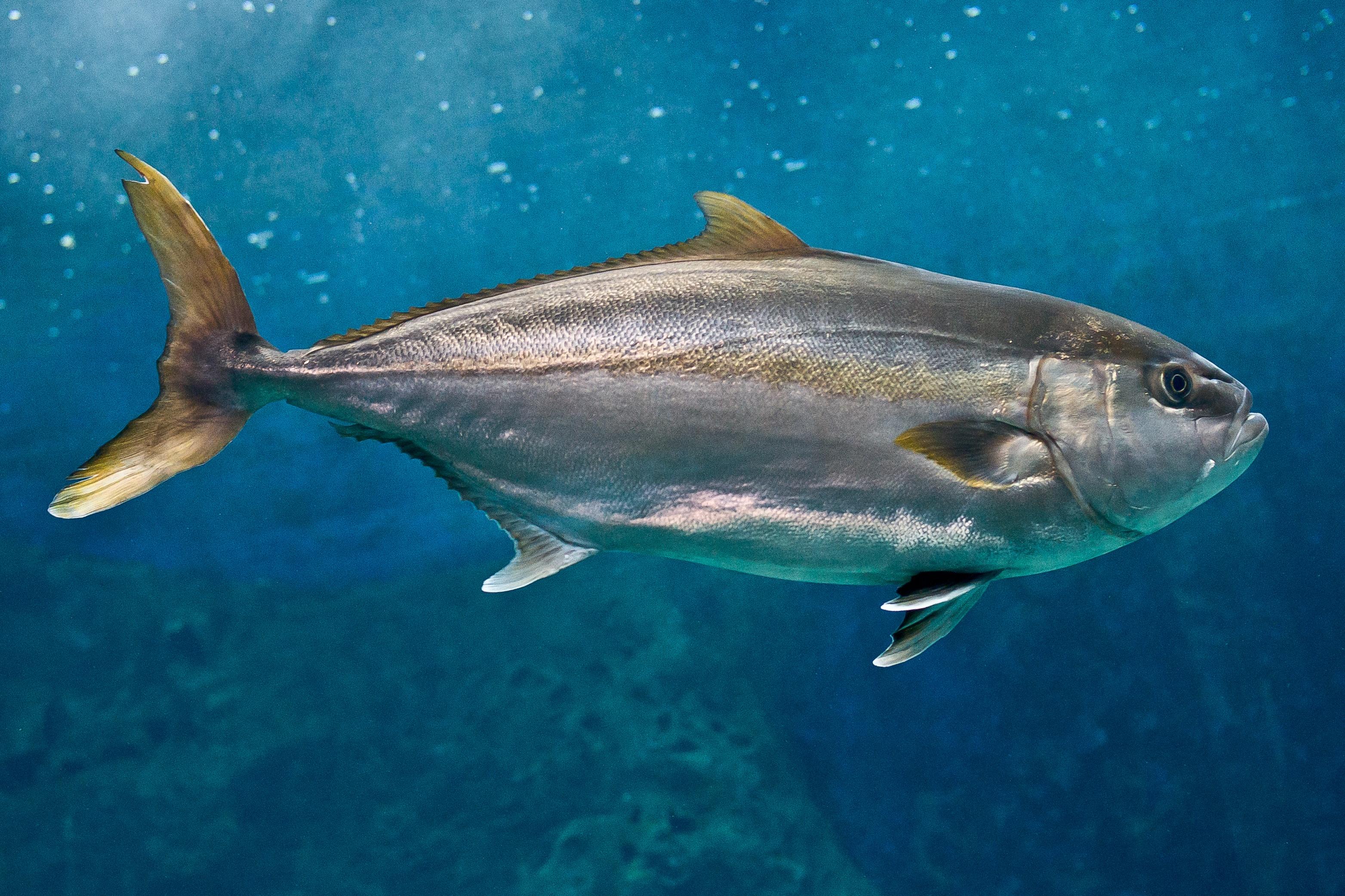 Amberjack_Fish