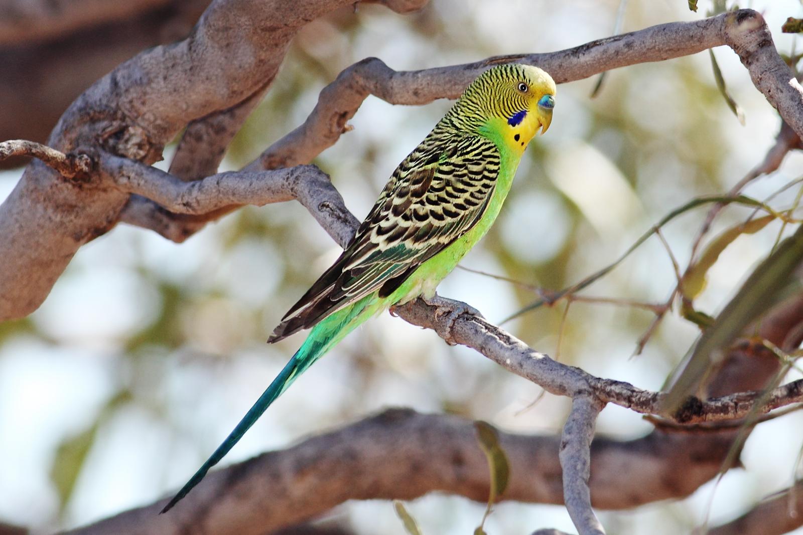 Budgerigar_Budgie