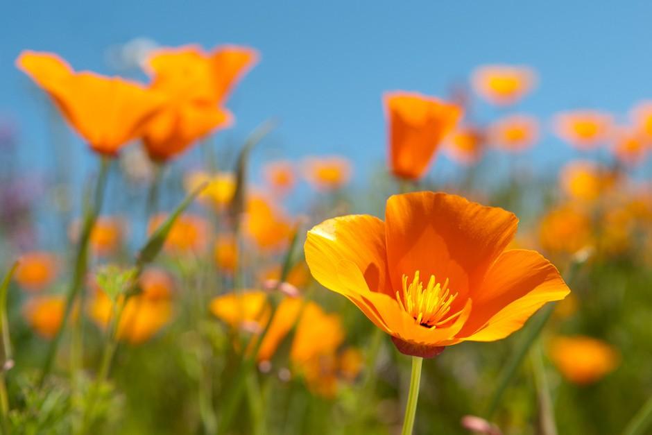 California_Poppy