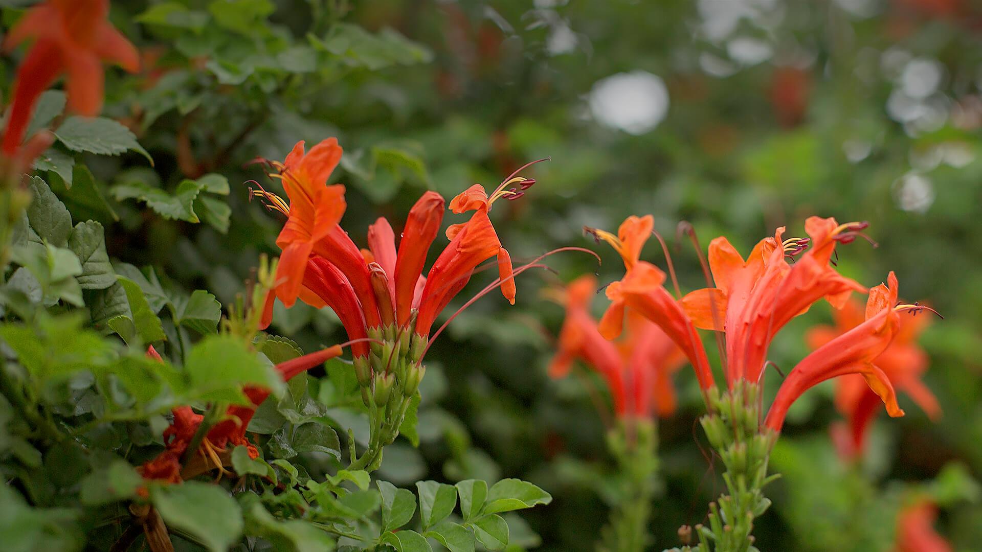 Cape_Honeysuckle