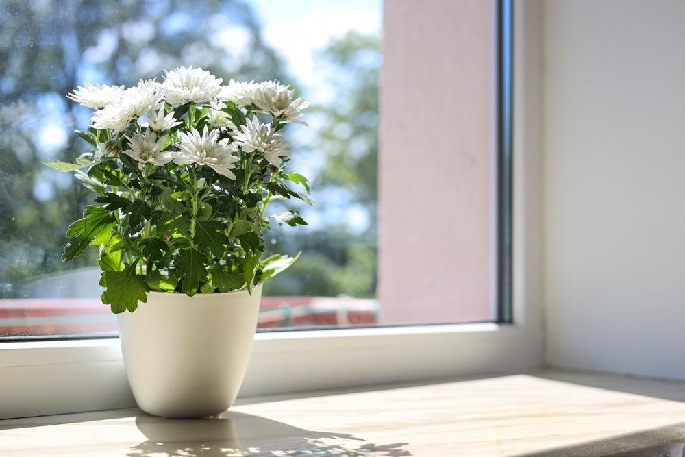 Chrysanthemums