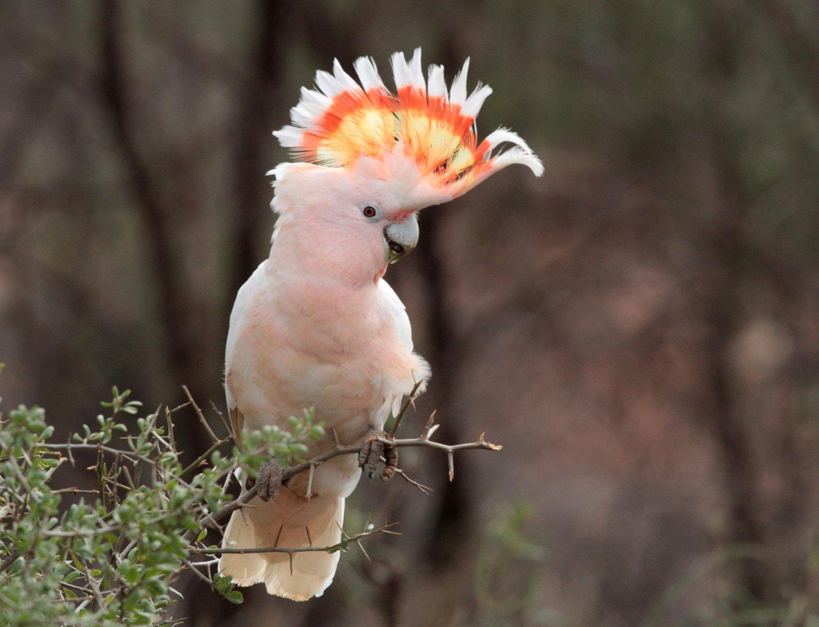 Cockatoo