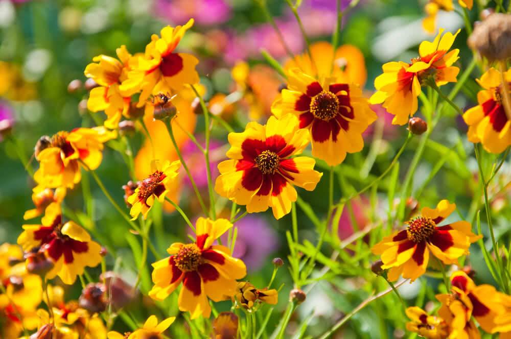 Coreopsis