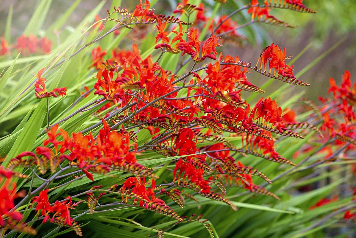 Crocosmia