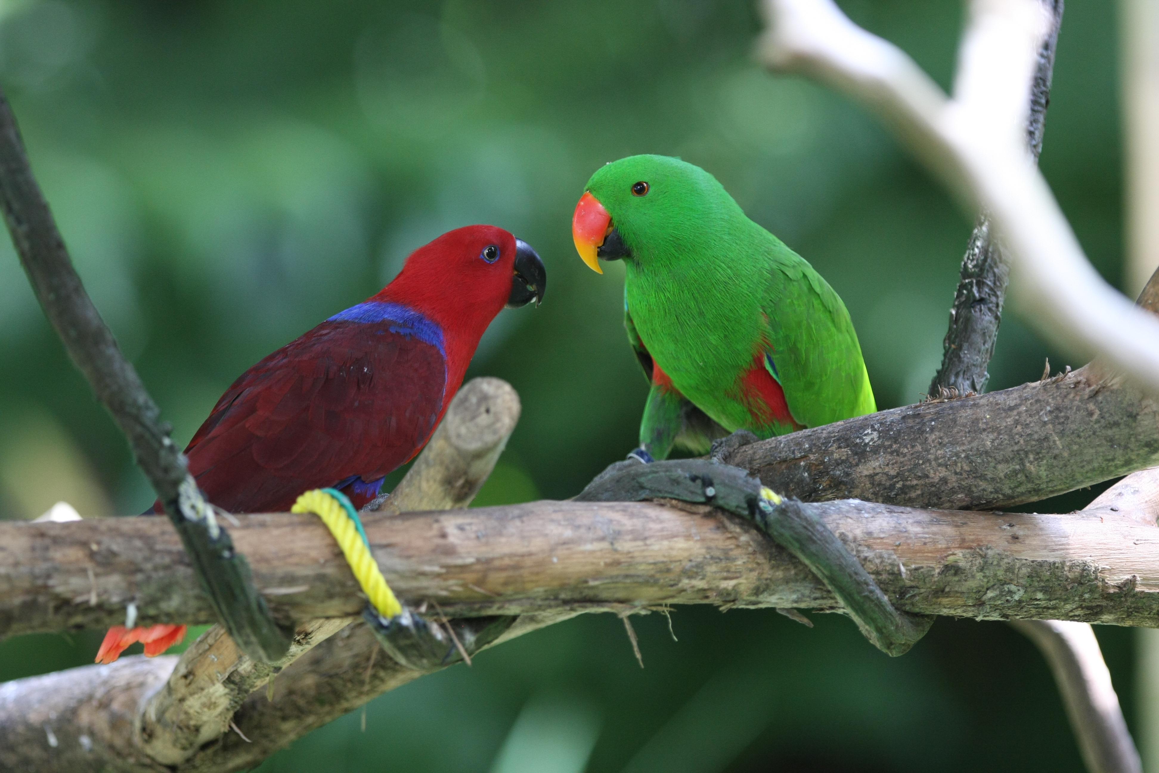 Eclectus_Parrot