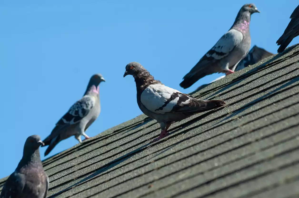 Effective Pigeon Deterrent Strategies