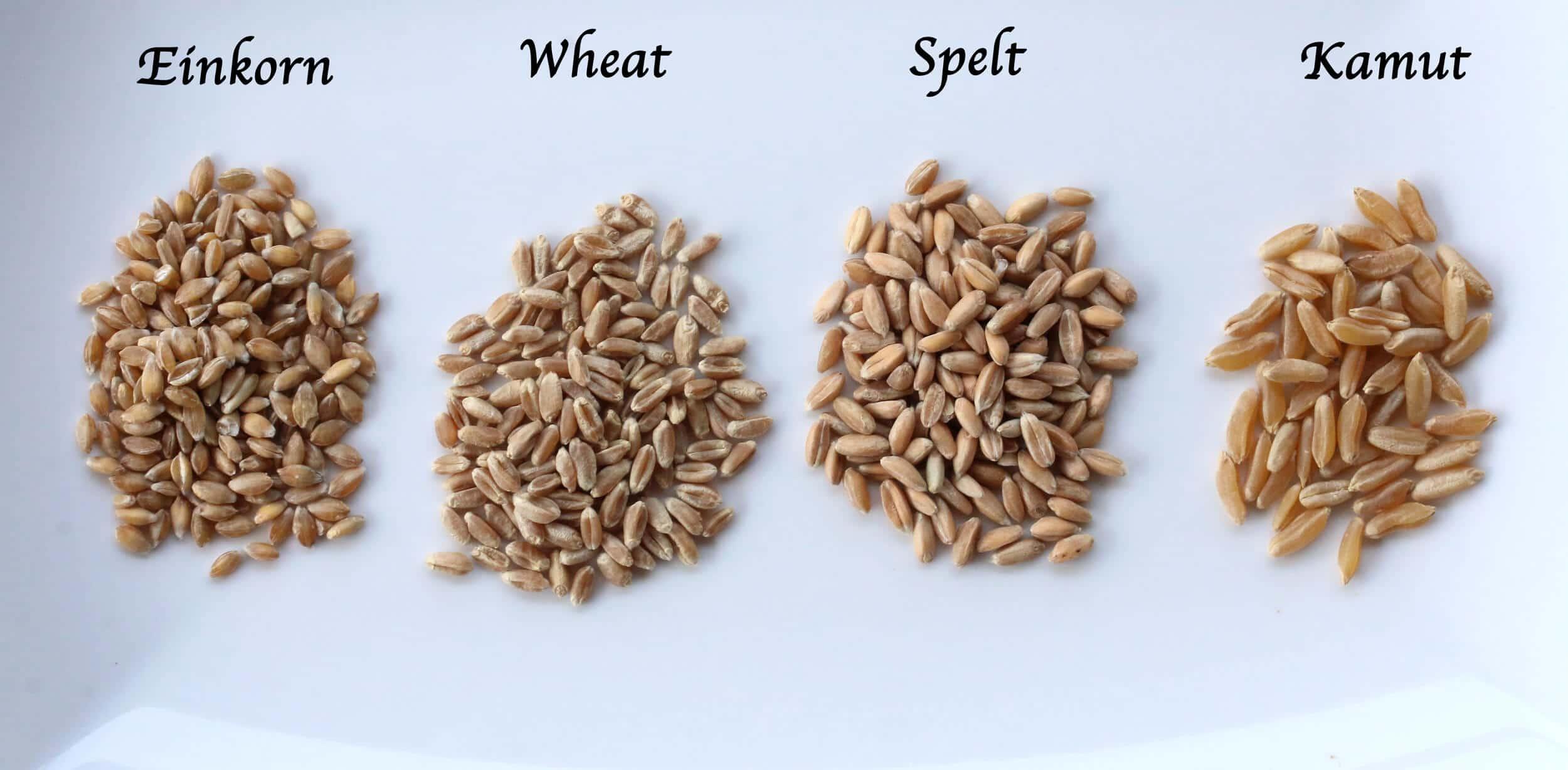 Einkorn_Wheat