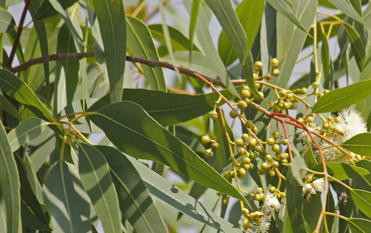 Eucalyptus