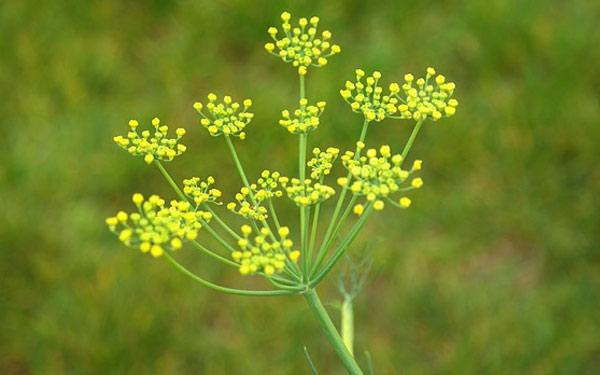 Fennel