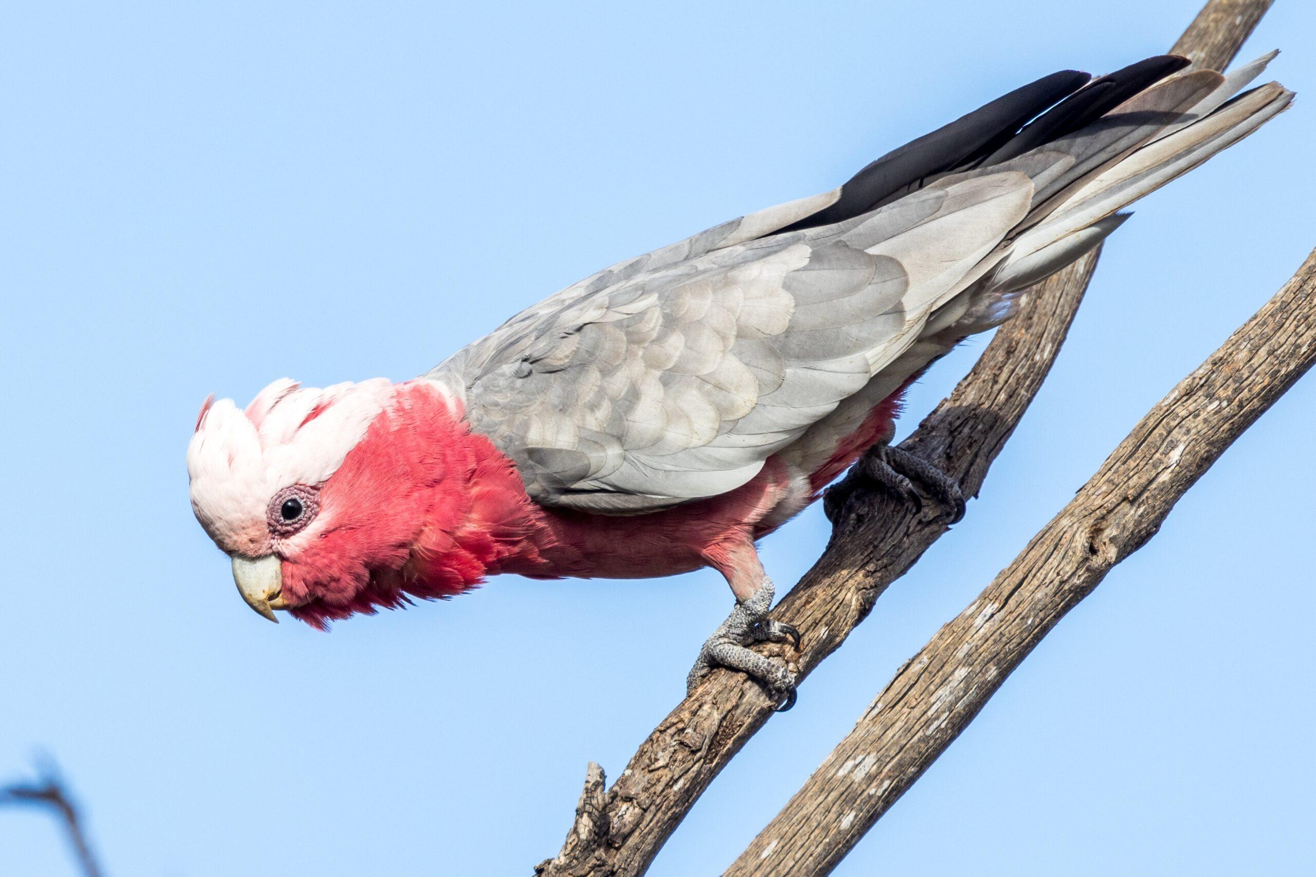 Galah