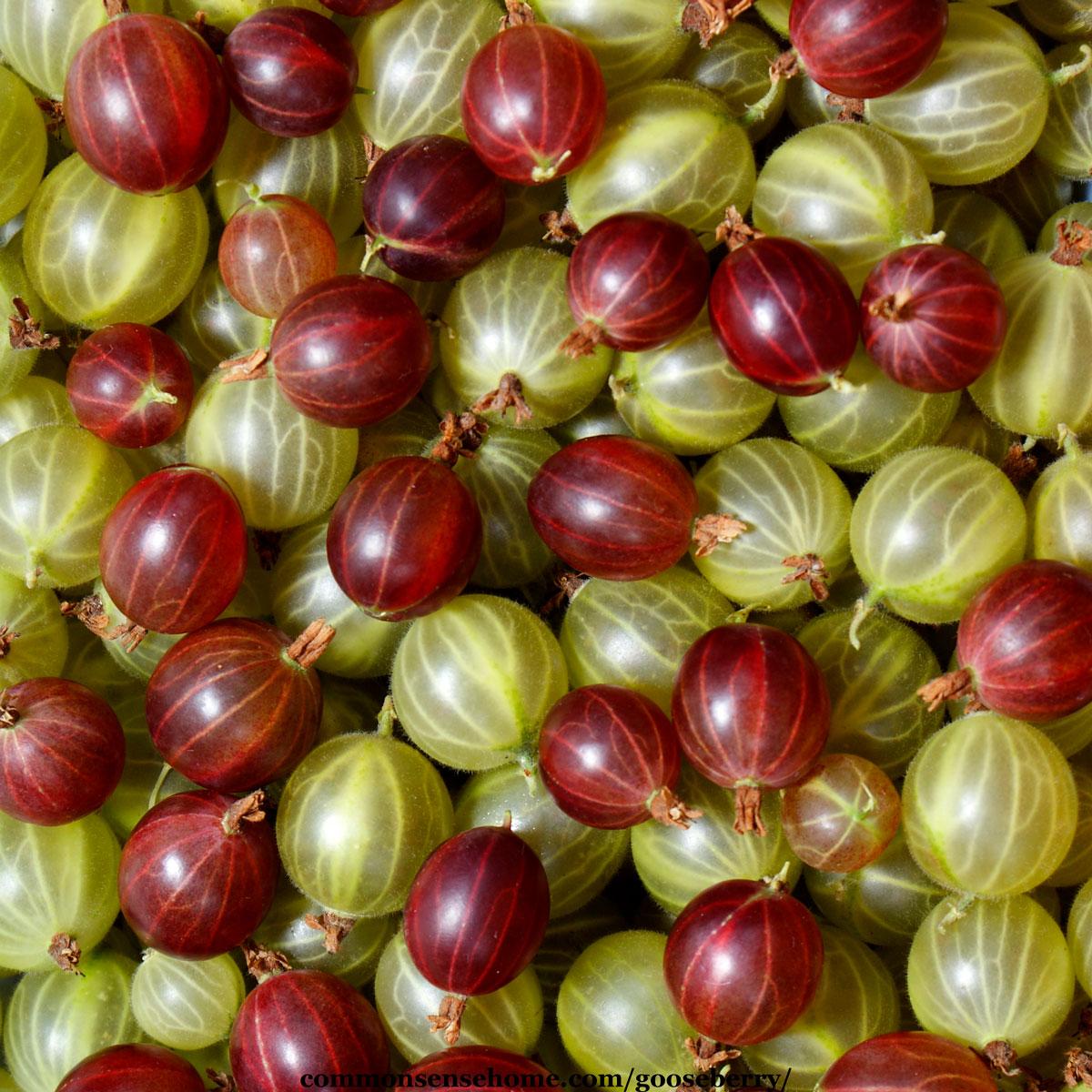 Gooseberries