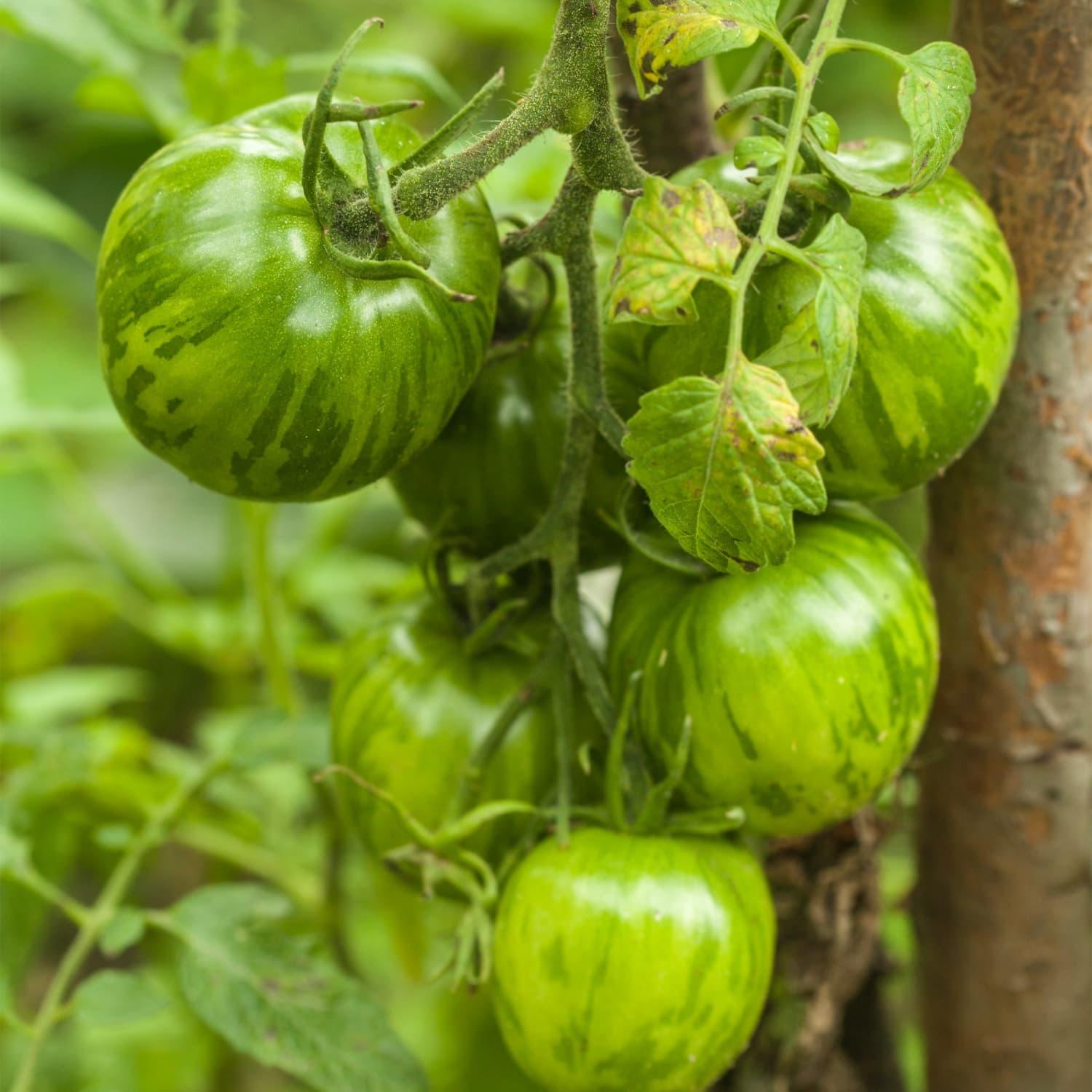 Green_Tomato