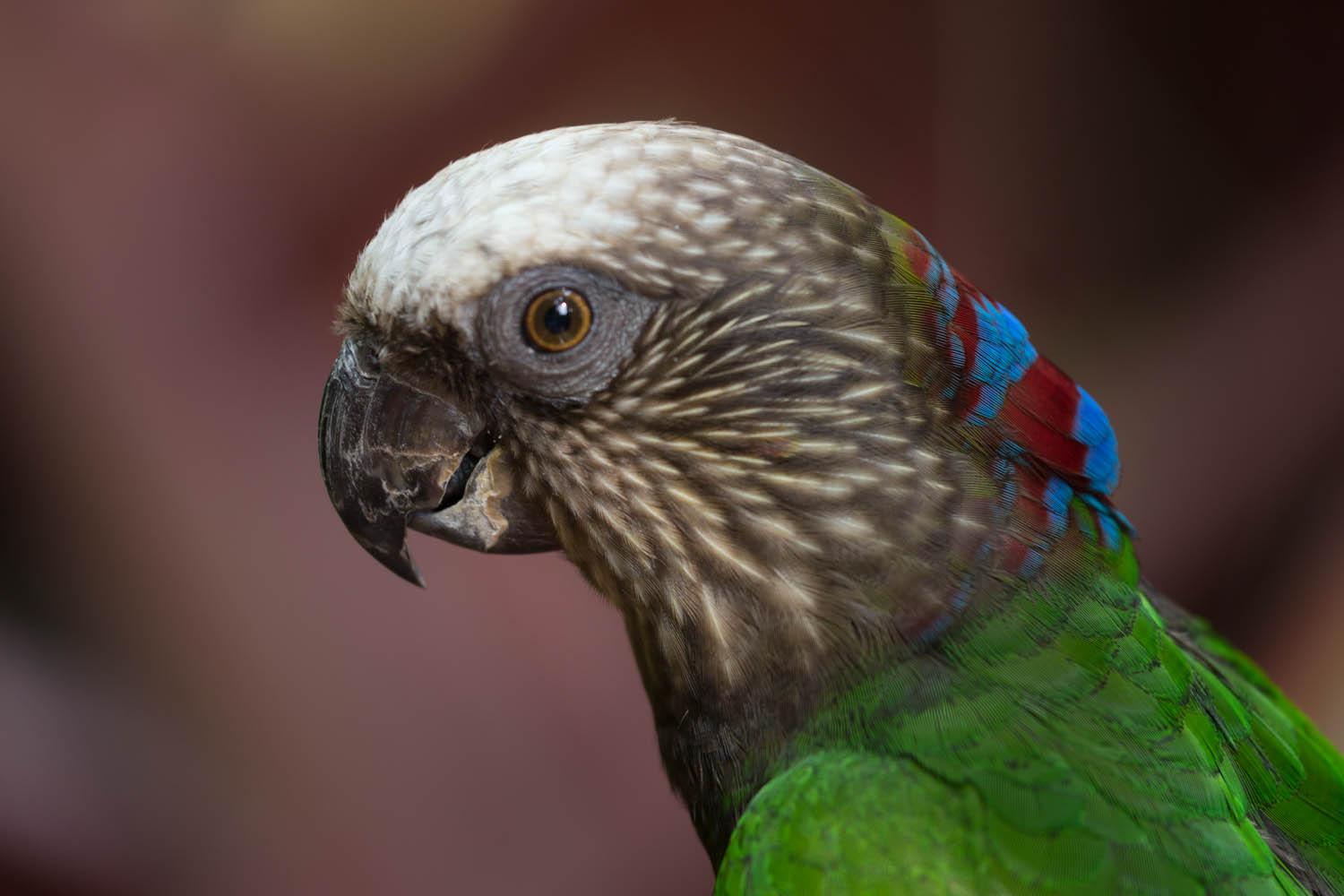 Hawk-Headed_Parrot