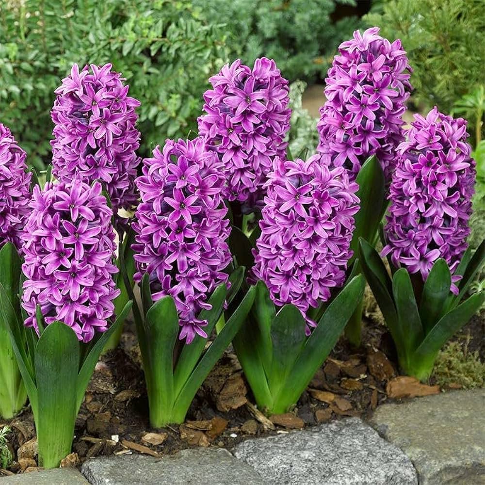 Hyacinth