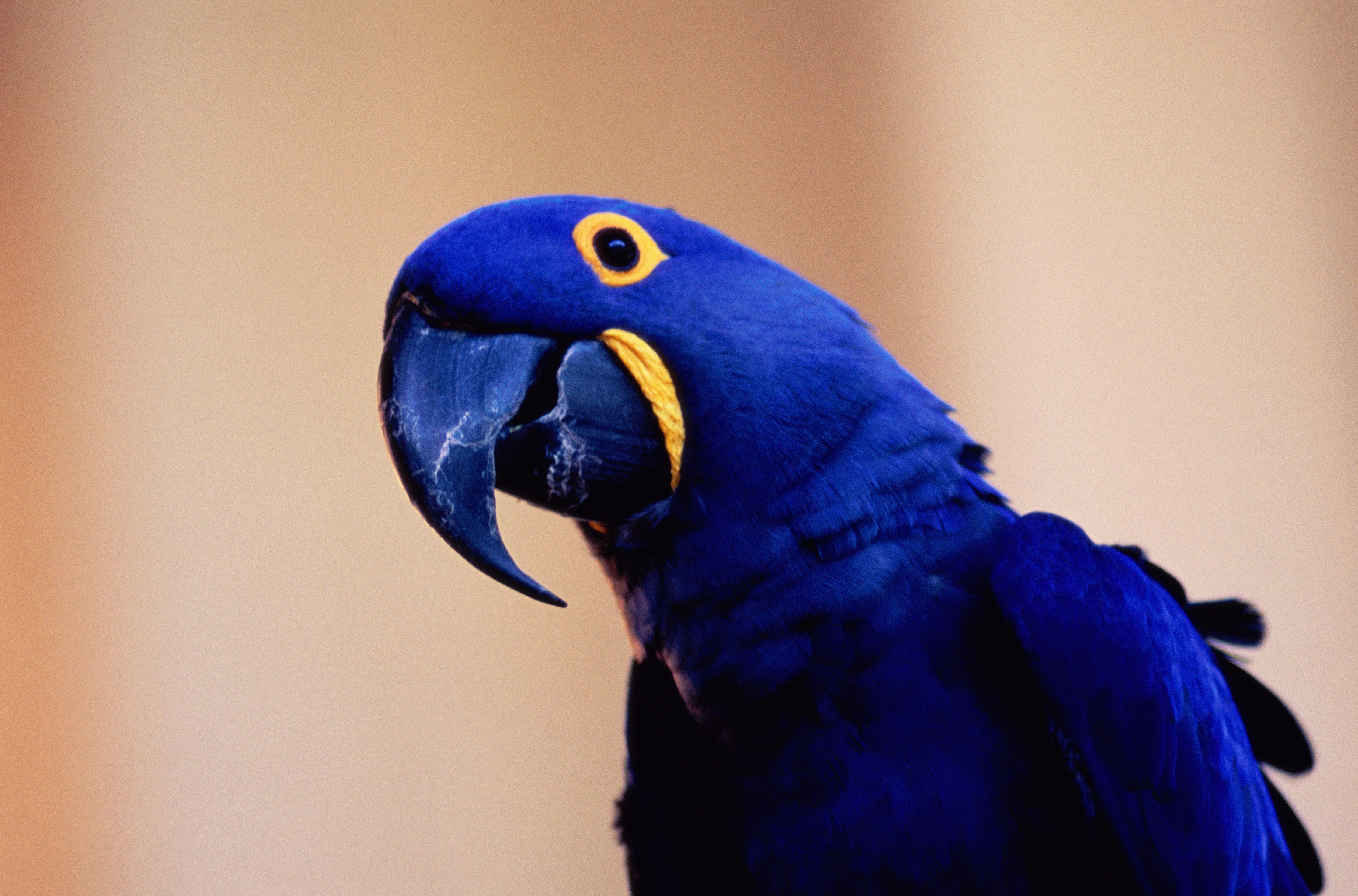 Hyacinth_Macaw