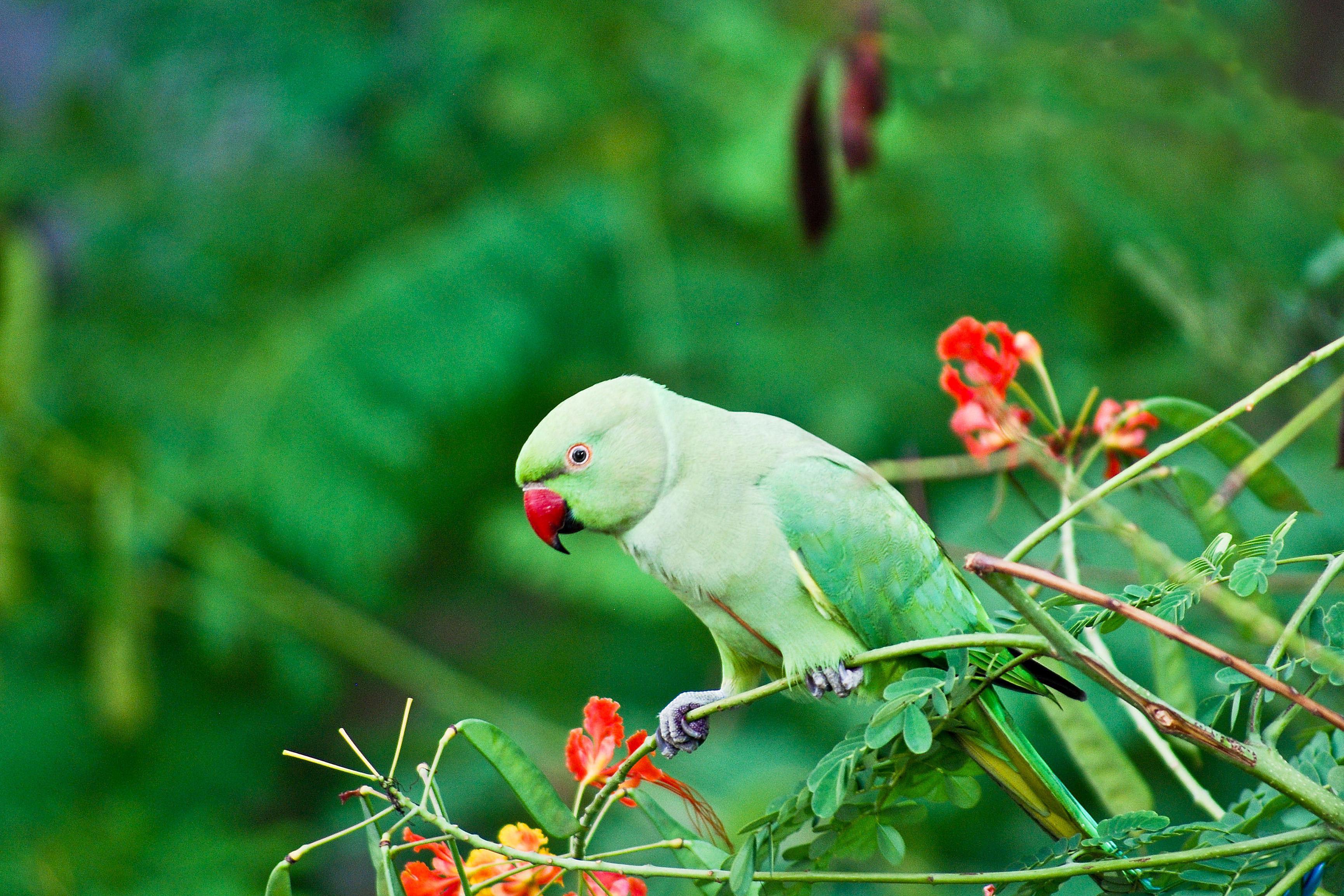 Indian_Ringneck_Parakeet