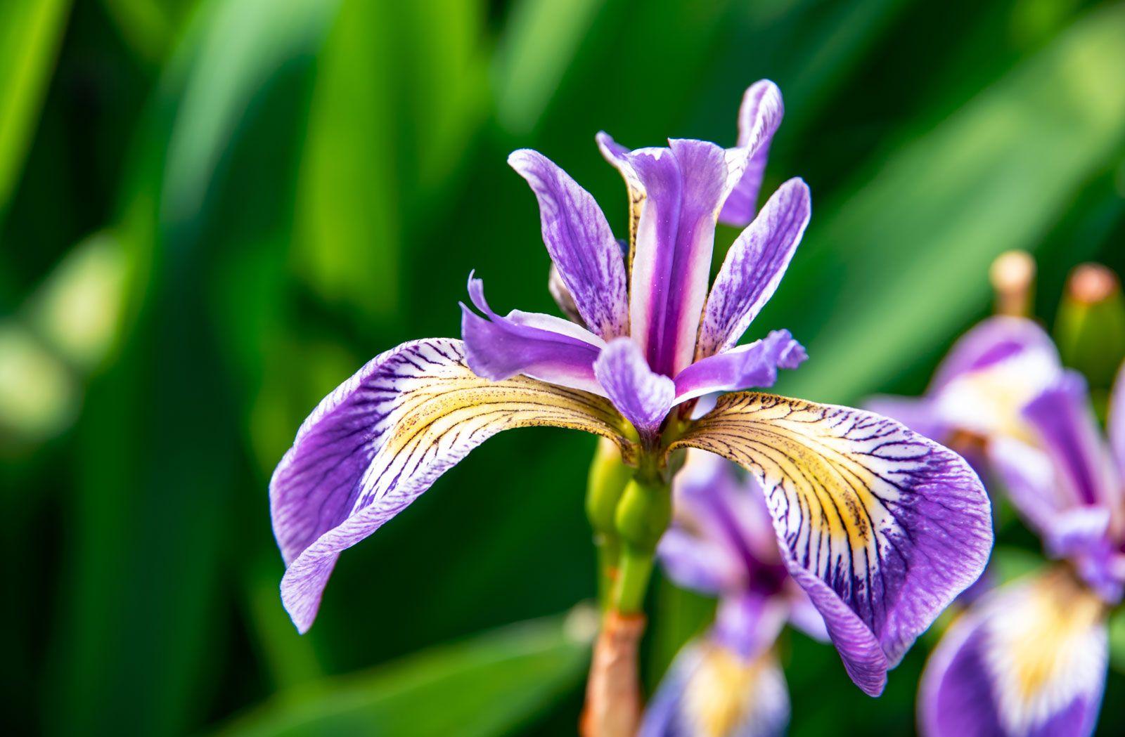 Iris