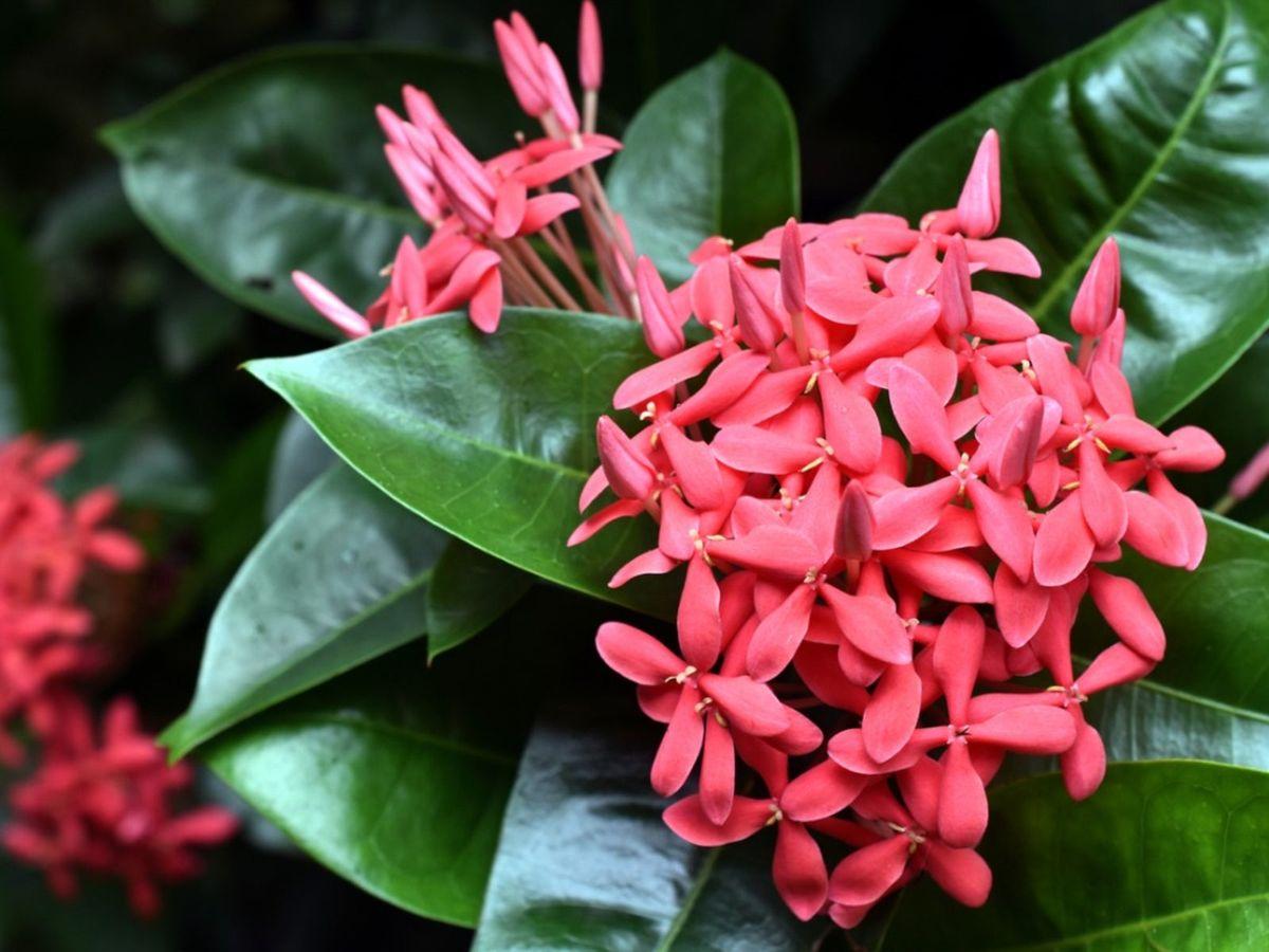 Ixora